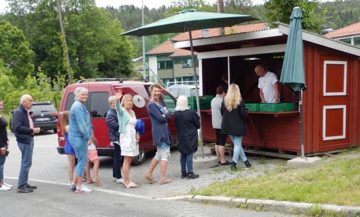 Sankthansjordbær på Dal